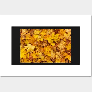 Yellow maple leaves background Posters and Art